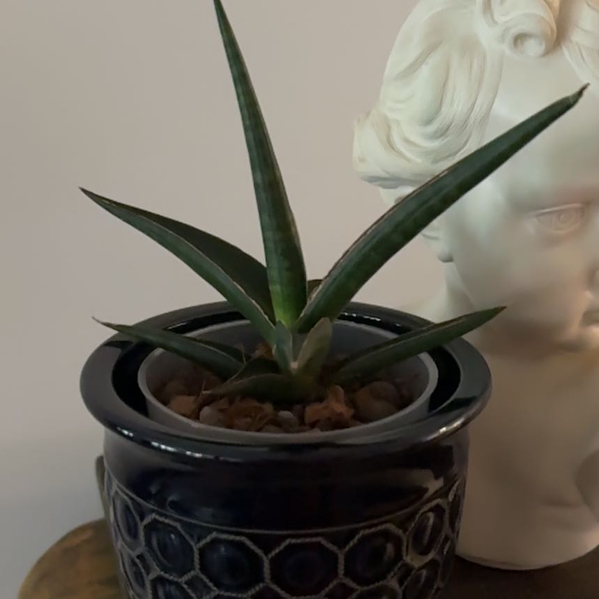 Photo of the plant species Sansevieria 'Samurai' by @Berto57 named Caulescens on Greg, the plant care app