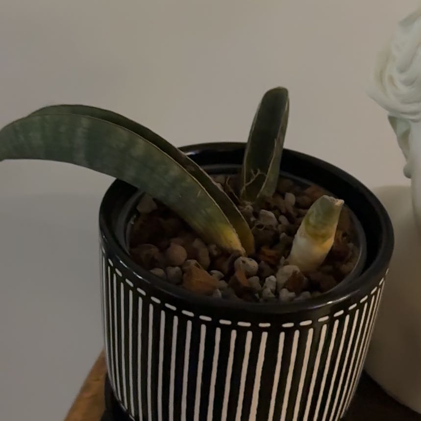 Photo of the plant species Baseball Bat by @Berto57 named Gregarious on Greg, the plant care app