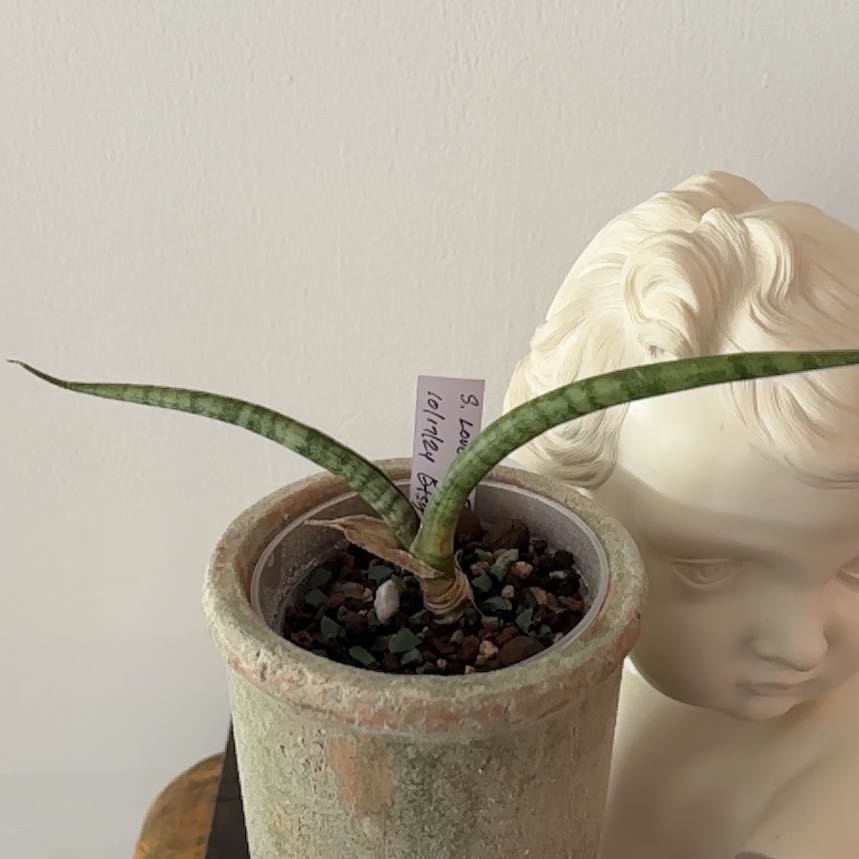 Photo of the plant species Sansevieria 'Starfish' by @Berto57 named Love Love on Greg, the plant care app
