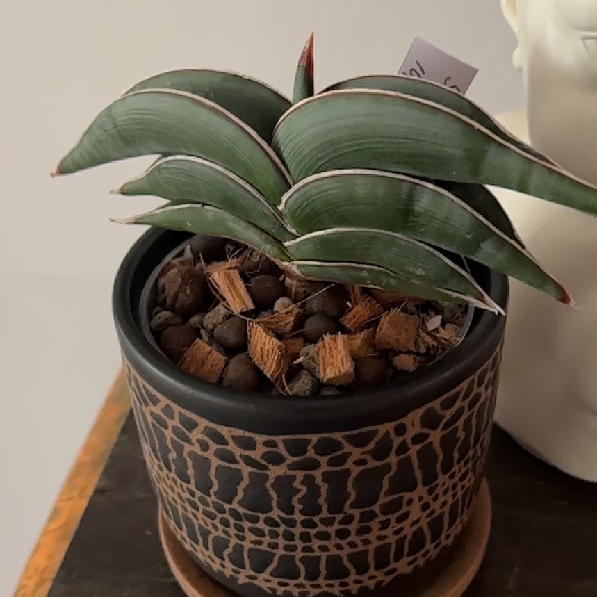 Photo of the plant species Sansevieria 'Samurai' by @Berto57 named Scarlett Rorida on Greg, the plant care app