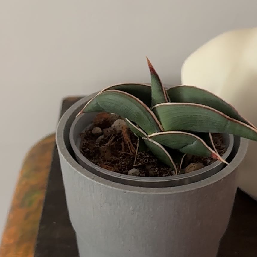 Photo of the plant species Sansevieria 'Samurai' by @Berto57 named Rorida II on Greg, the plant care app