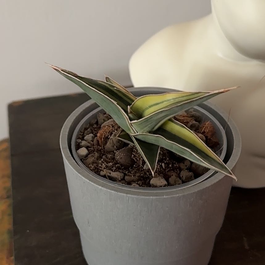Photo of the plant species Sansevieria 'Samurai' by @Berto57 named Johannesburg var on Greg, the plant care app