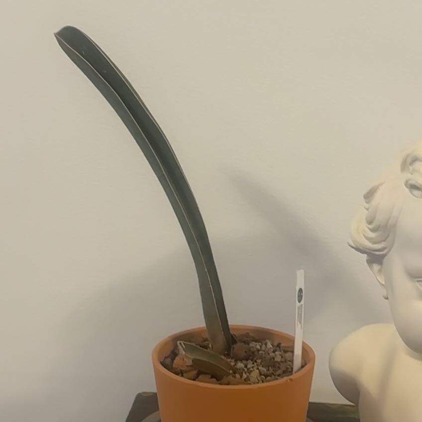 Photo of the plant species Baseball Bat by @Berto57 named Zion Pink Bat on Greg, the plant care app