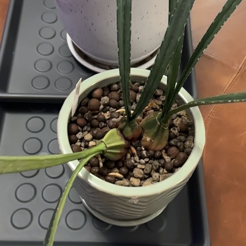 Photo of the plant species Spurred Desert Orchid by @Berto57 named Sol on Greg, the plant care app