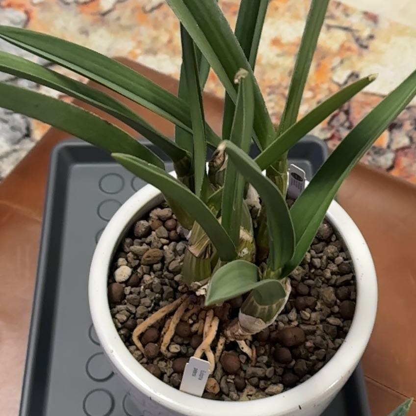 Photo of the plant species Desert Orchid by @Berto57 named Planty on Greg, the plant care app