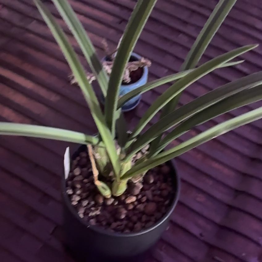 Photo of the plant species Desert Orchid by @Berto57 named E. Petersii gracile on Greg, the plant care app