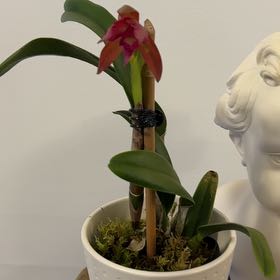Plant care for Cattlianthe 'Wossner Orange Digger' on Greg, the plant care app