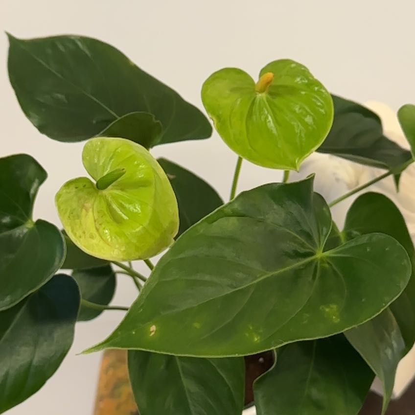 Photo of the plant species Midori Green by @Berto57 named Prince on Greg, the plant care app