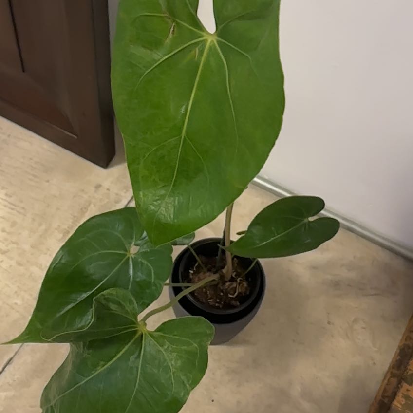 Photo of the plant species Fusto's Giant by @Berto57 named Fausto I on Greg, the plant care app