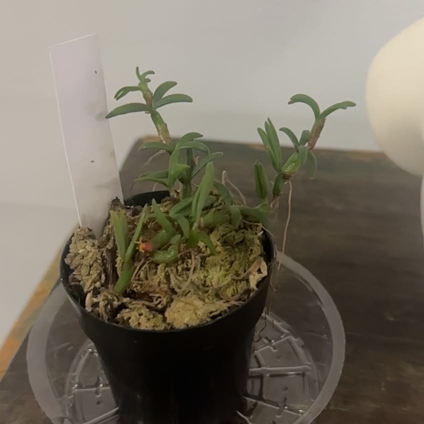 Photo of the plant species Party Time Orchid by @Berto57 named Popcorn on Greg, the plant care app