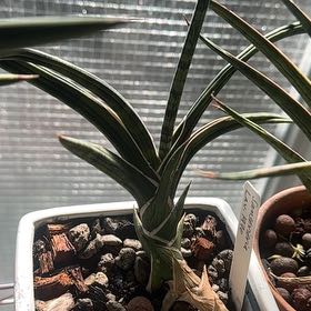 Plant care for Mikado on Greg, the plant care app