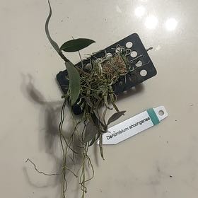 Photo of the plant species Dendrobium shixingense by @Berto57 named Figyonce on Greg, the plant care app