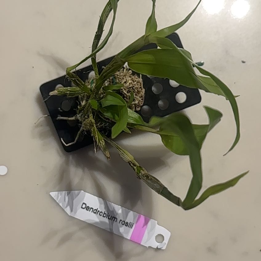Photo of the plant species Dendrobium roseipes by @Berto57 named Den Roslii on Greg, the plant care app