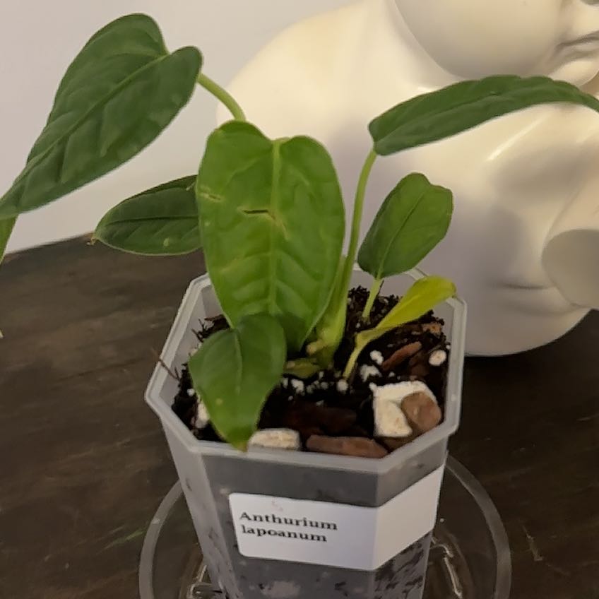 Photo of the plant species Anthurium by @Berto57 named Lapoeanum on Greg, the plant care app