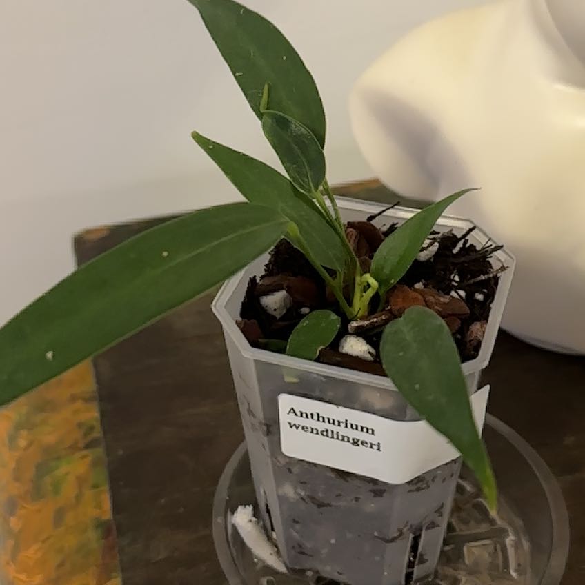 Photo of the plant species Anthurium Wendlingeri by @Berto57 named Wendling II on Greg, the plant care app