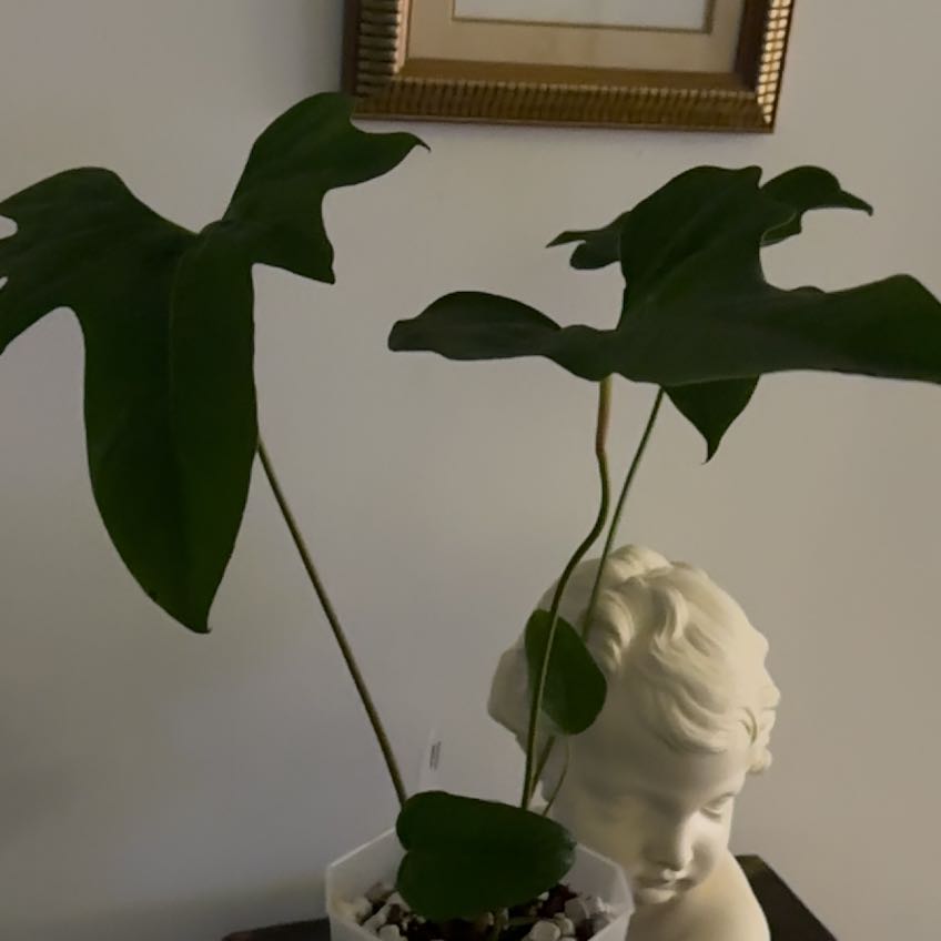 Photo of the plant species Anthurium Pedatum by @Berto57 named Marley on Greg, the plant care app