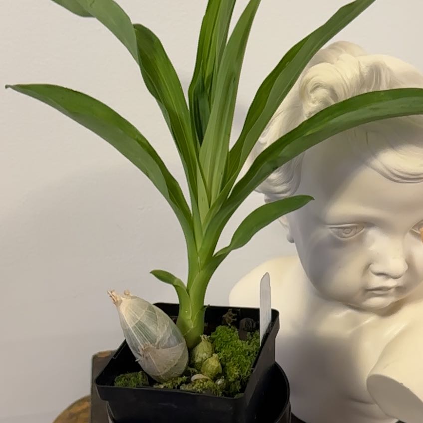 Photo of the plant species Catasetum by @Berto57 named Bruce Lee on Greg, the plant care app