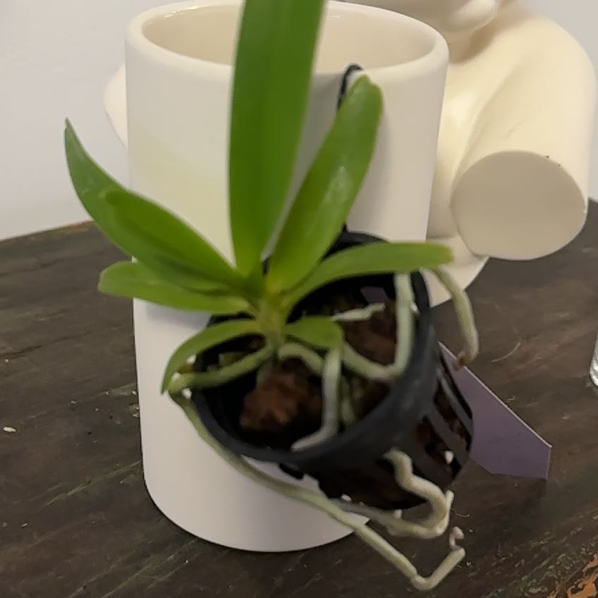 Photo of the plant species Houllet's Orchid by @Berto57 named Gomez on Greg, the plant care app