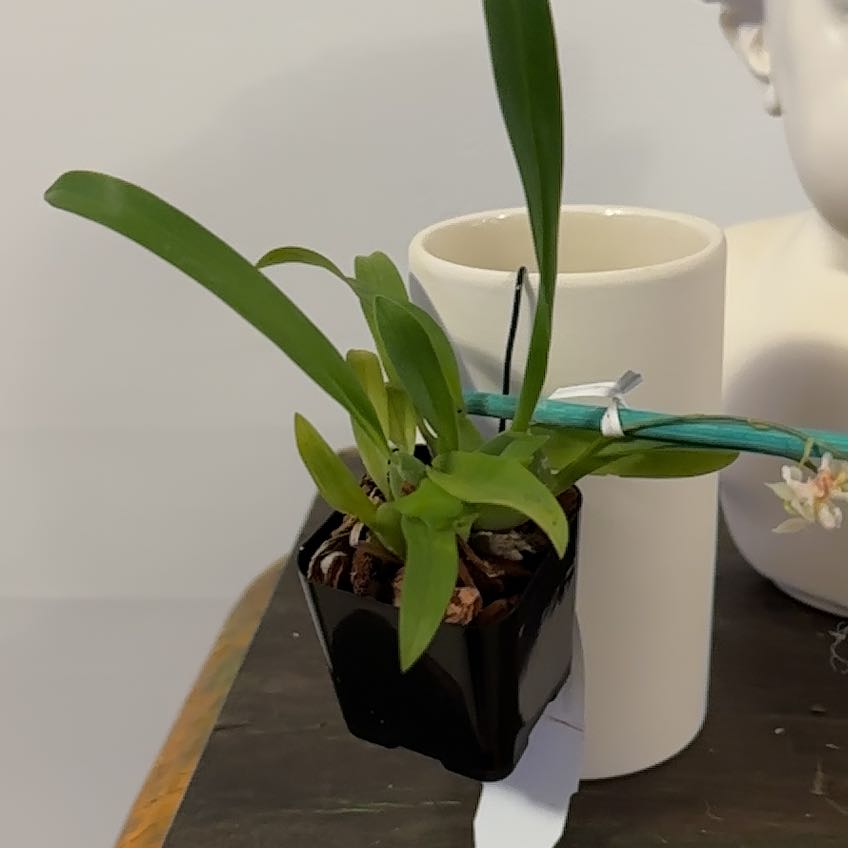 Photo of the plant species Oncidium Twinkle by @Berto57 named Pax on Greg, the plant care app