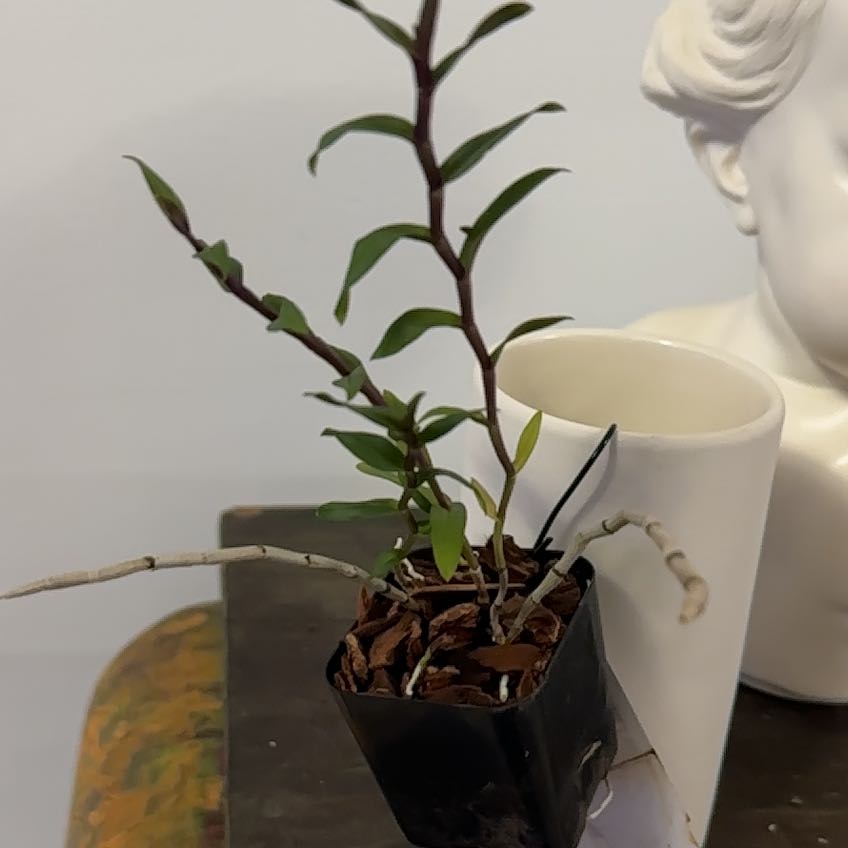 Photo of the plant species Dendrobium chrysopterum by @Berto57 named Ronaldo on Greg, the plant care app