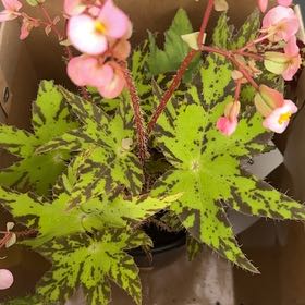 Photo of the plant species Rex Begonia by @Berto57 named Begonia sp Geometry on Greg, the plant care app