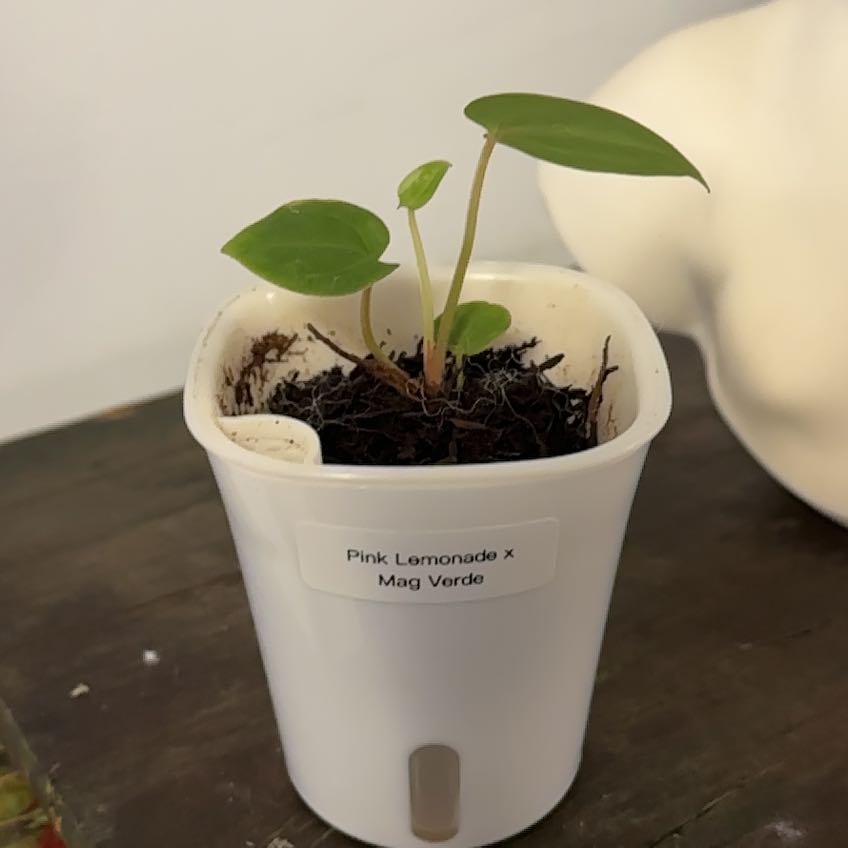 Photo of the plant species Pink Lemonade x Mag Verde by @Berto57 named Sabrosa Lemonade on Greg, the plant care app