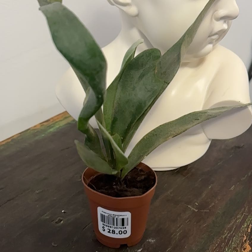Photo of the plant species Diversifolium x Willinskii by @Berto57 named Touch My Willi on Greg, the plant care app