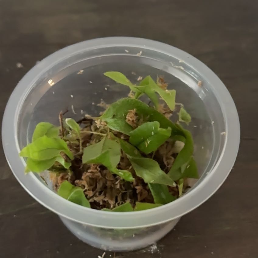 Plant care for Microgramma brunei on Greg, the plant care app