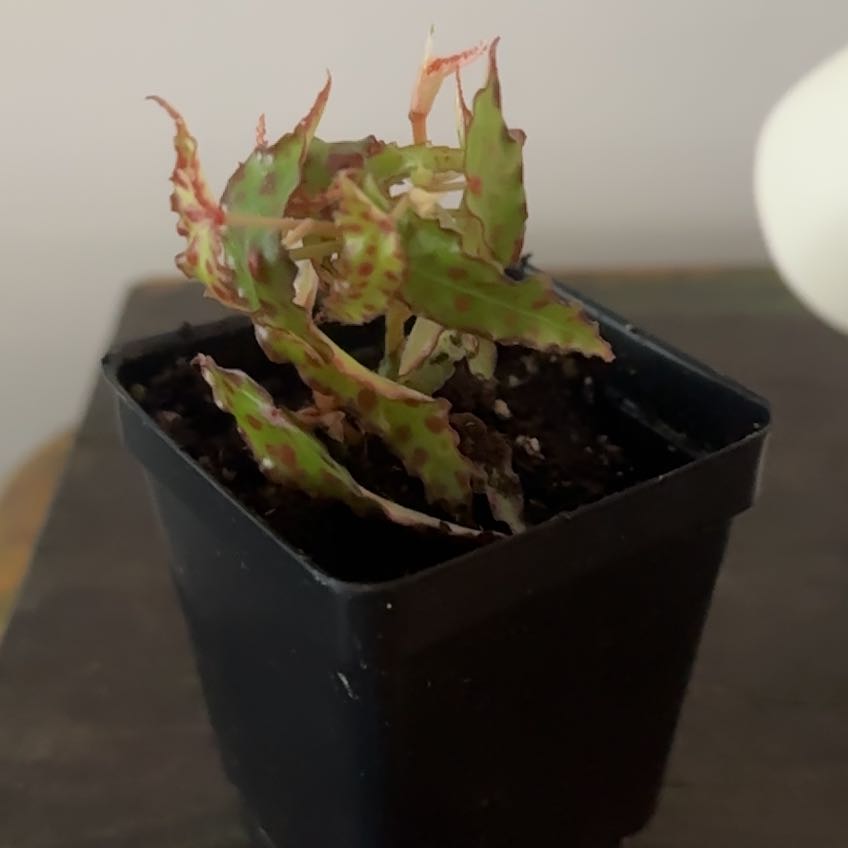 Photo of the plant species Amphioxus by @Berto57 named Surya on Greg, the plant care app