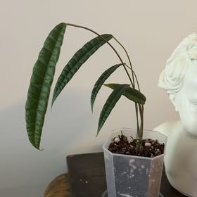 Photo of the plant species Anthurium by @Berto57 named Sir Cutucuense Plancelot on Greg, the plant care app