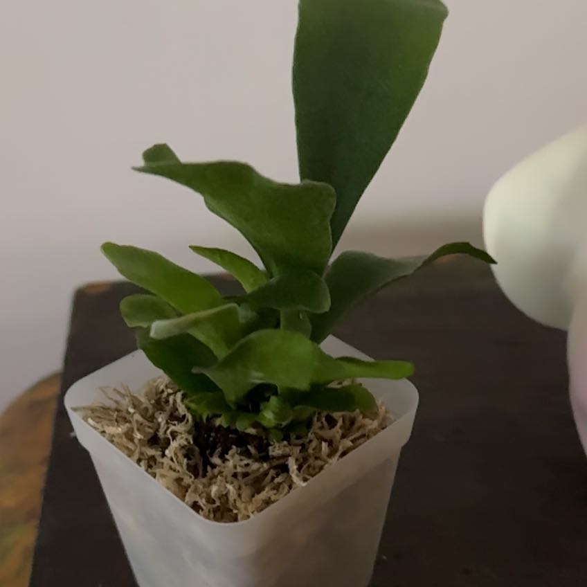 Photo of the plant species Elkhorn Fern by @Berto57 named Mochi French Silver on Greg, the plant care app