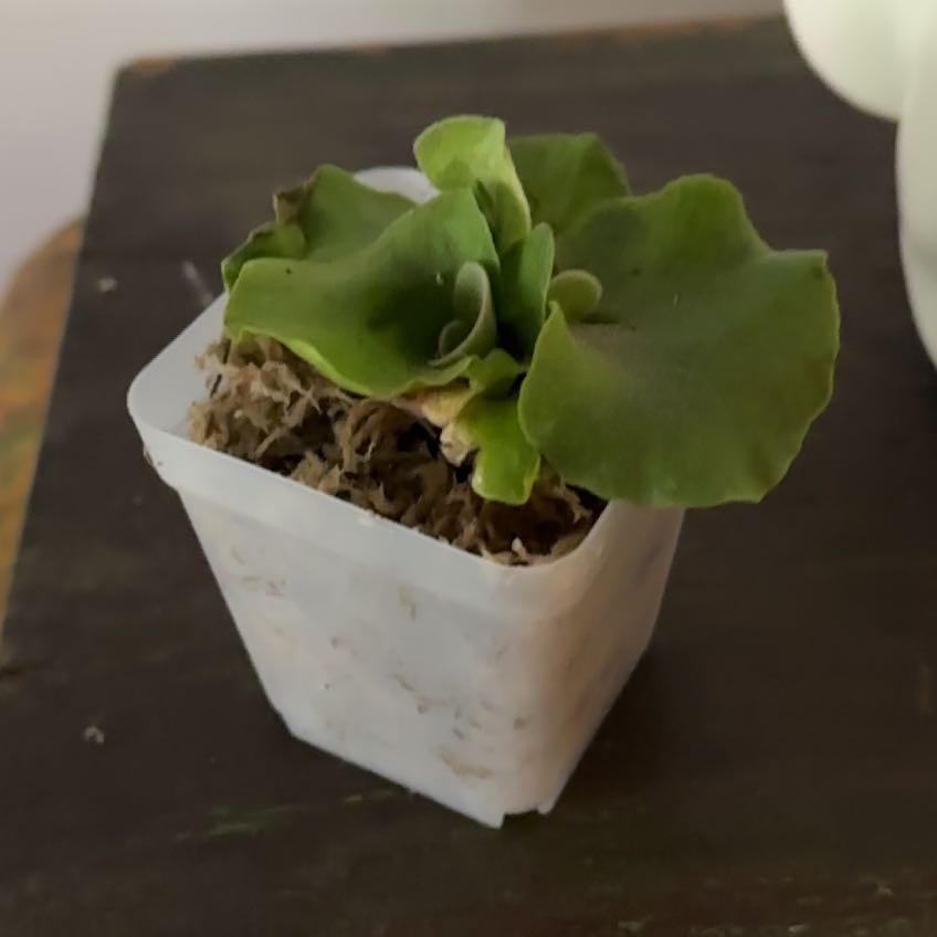 Photo of the plant species Ridley's Staghorn Fern by @Berto57 named Khaleesi on Greg, the plant care app