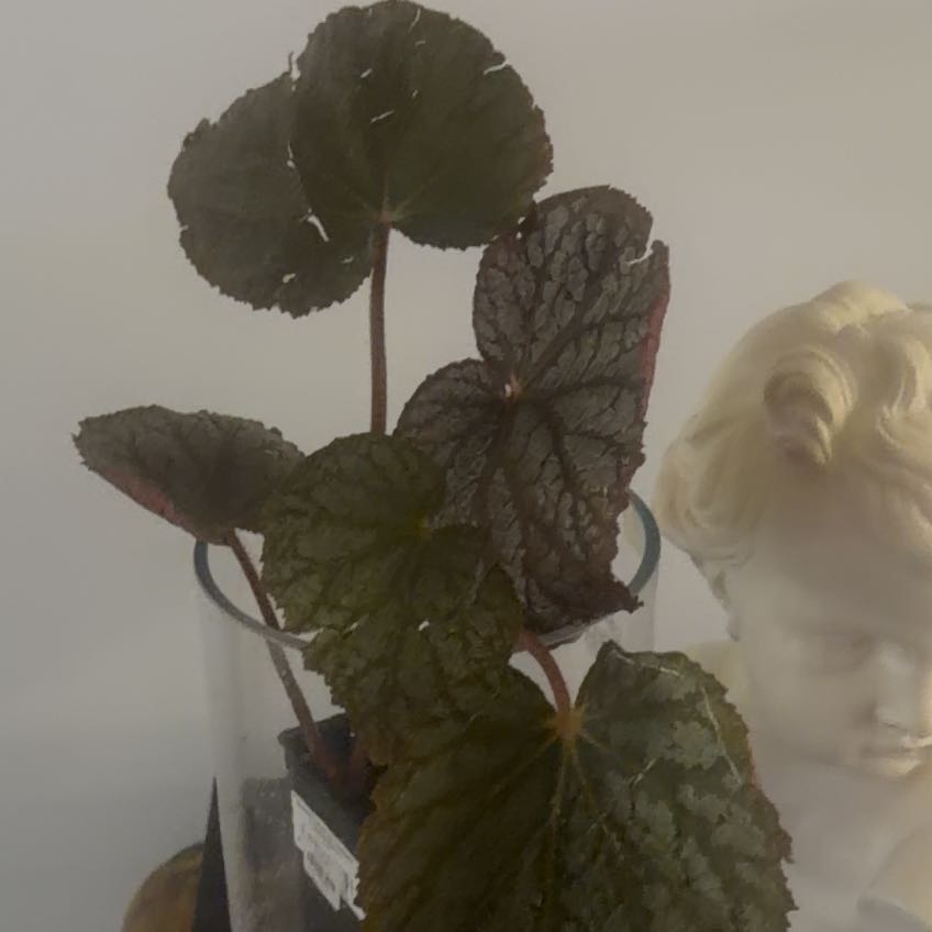 Photo of the plant species Begonia by @Berto57 named Ema’s Evolution Vampire Slayer on Greg, the plant care app