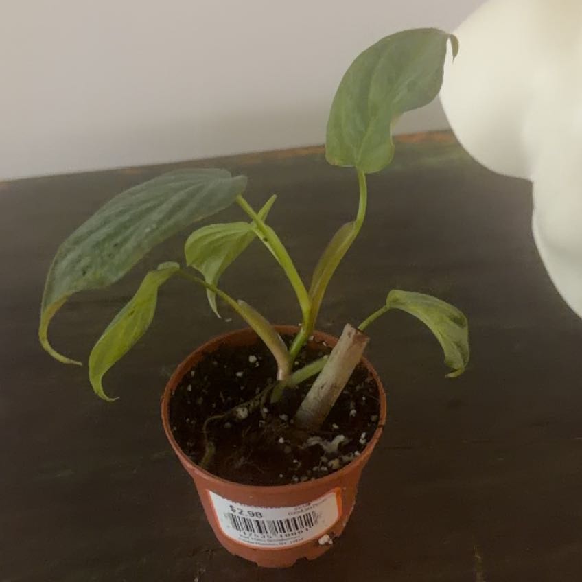 Photo of the plant species Philodendron sodiroi by @Berto57 named Majestic Patrick (P. Sodiroi x P. Verrucosum) on Greg, the plant care app