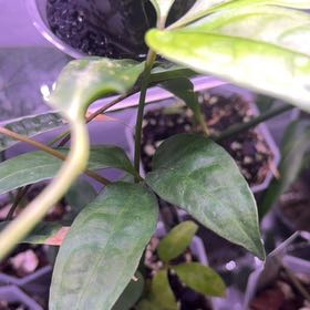 Photo of the plant species Anthurium kunthii by @Berto57 named Kunt-hii on Greg, the plant care app
