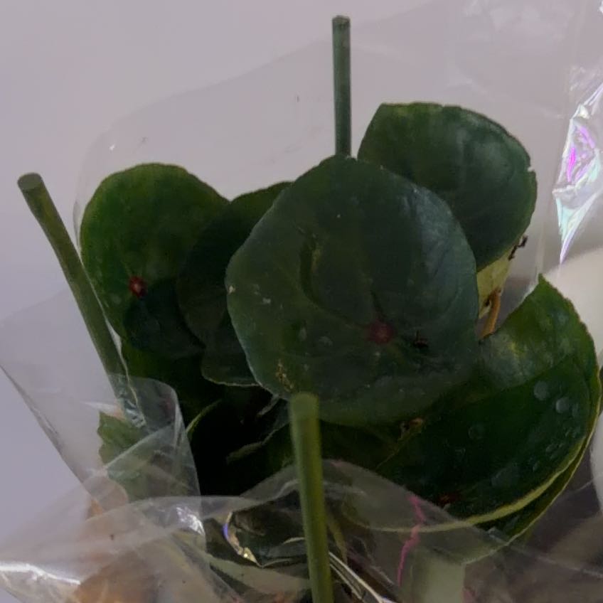 Photo of the plant species Begonia Red Ruby by @Berto57 named LiloStitch on Greg, the plant care app