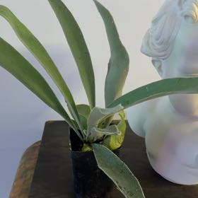 Photo of the plant species Silver Staghorn Fern Plant by @Berto57 named Kobe Veitchi “Lemoninei” on Greg, the plant care app