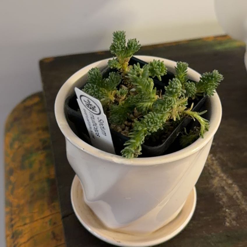 Photo of the plant species Miniature Joshua Tree by @Berto57 named Coco on Greg, the plant care app