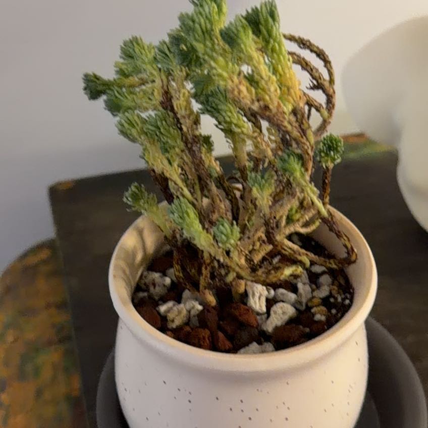 Photo of the plant species Miniature Joshua Tree by @Berto57 named Sanders on Greg, the plant care app