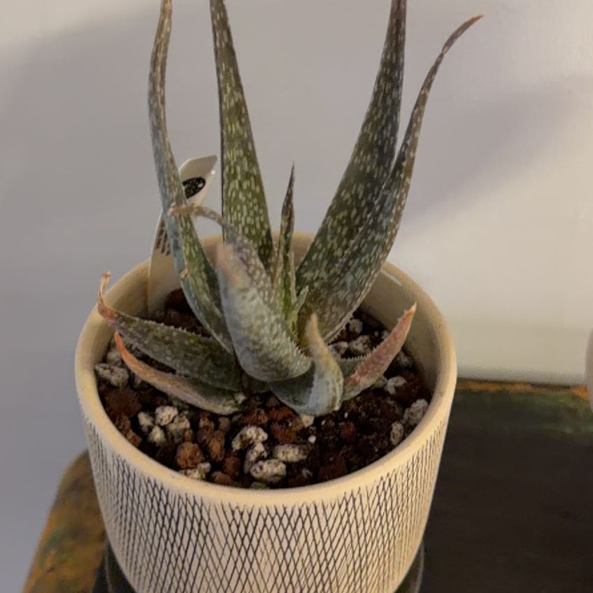 Photo of the plant species Snowflake Aloe by @Berto57 named Lavender on Greg, the plant care app