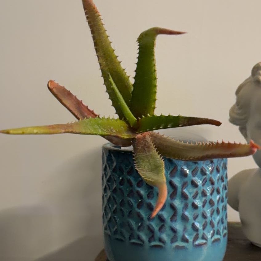 Photo of the plant species Aloe cameronii 'Creme Tangerine' by @Berto57 named Nithin on Greg, the plant care app