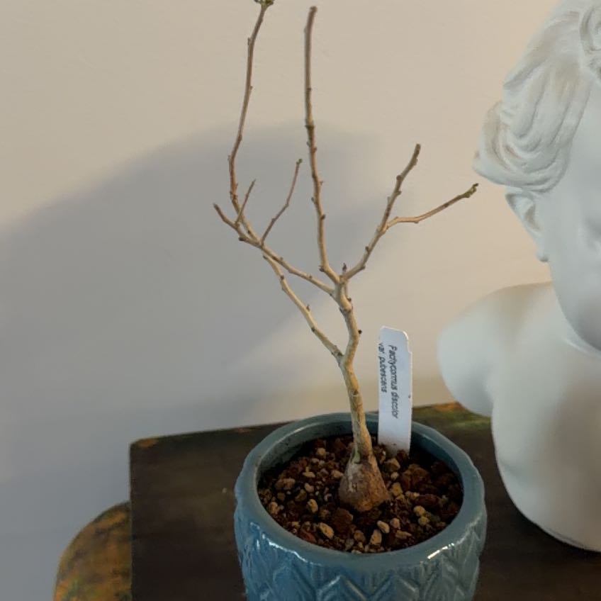 Photo of the plant species Elephant Tree by @Berto57 named Pubescens Clooney on Greg, the plant care app