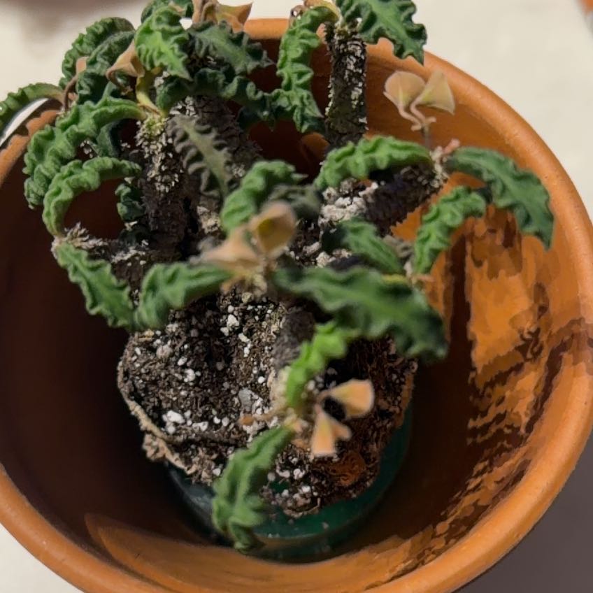 Photo of the plant species Euphorbia spirosticha by @Berto57 named Sol on Greg, the plant care app