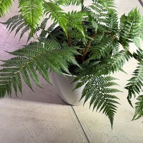 Photo of the plant species Australian Tree-Fern by @Berto57 named Willow on Greg, the plant care app