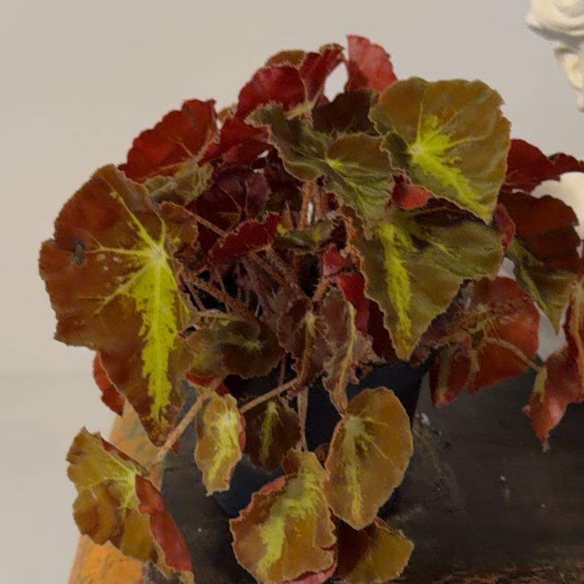 Photo of the plant species Jurassic Pink Begonia by @Berto57 named Fire Stater on Greg, the plant care app
