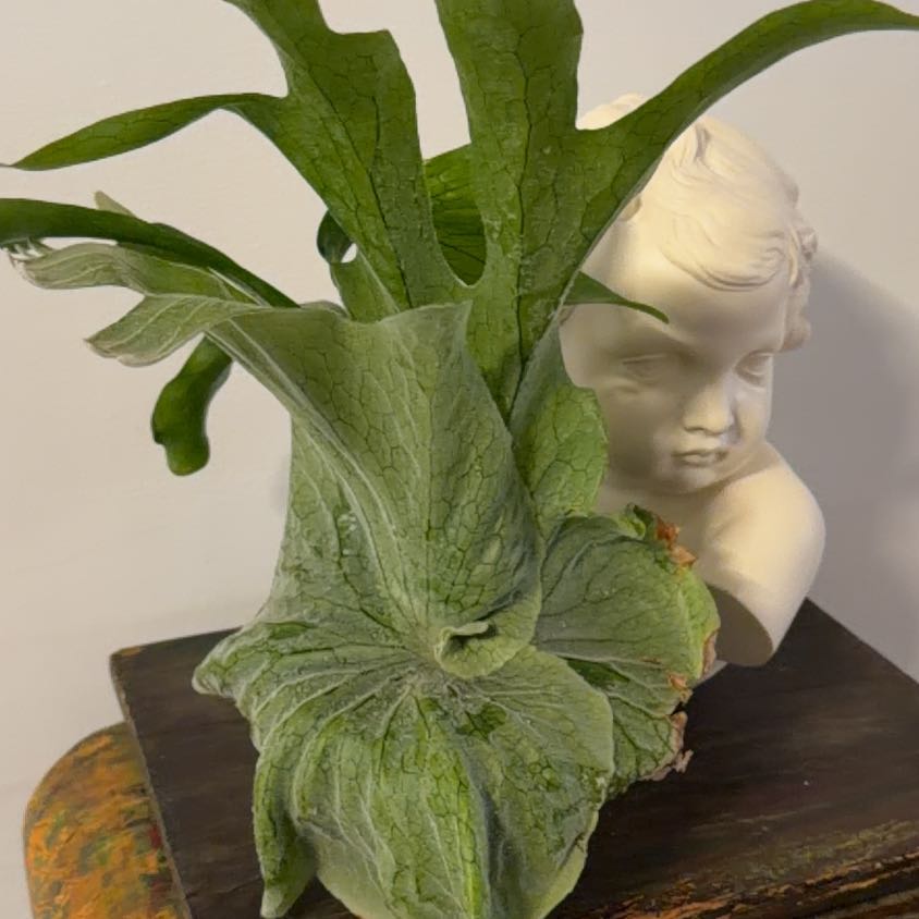 Photo of the plant species Staghorn Fern by @Berto57 named Super Navajo on Greg, the plant care app