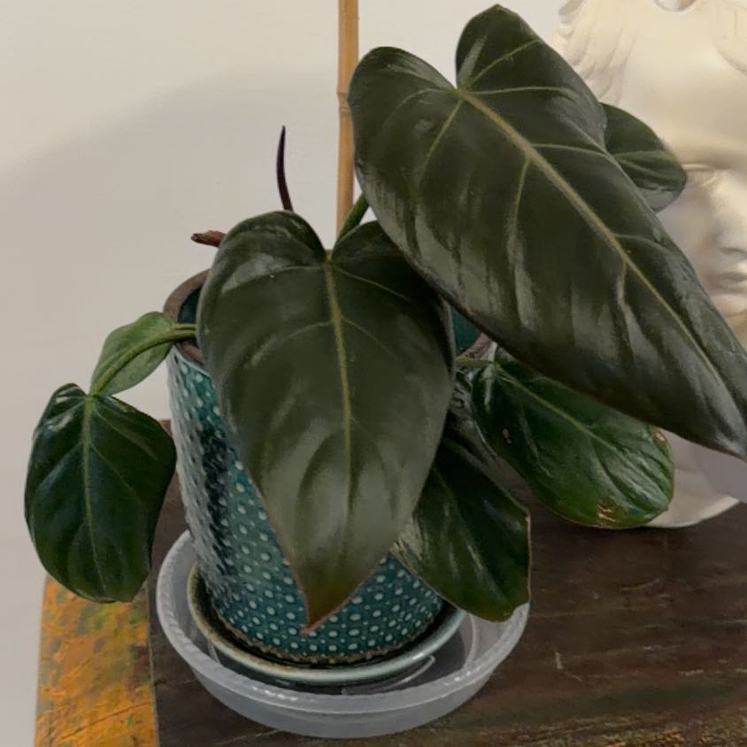 Photo of the plant species Philodendron 'Summer Glory' by @Berto57 named Glorita on Greg, the plant care app