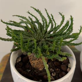 Photo of the plant species Medusa's Head by @Berto57 named Medusa on Greg, the plant care app