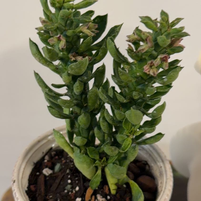 Photo of the plant species sausage plant by @Berto57 named Mona’s Sausage on Greg, the plant care app
