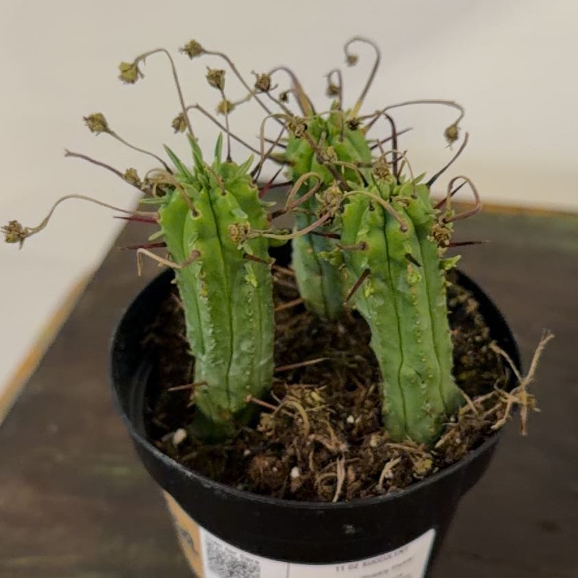 Photo of the plant species Euphorbia ferox by @Berto57 named Prickly Pickle on Greg, the plant care app